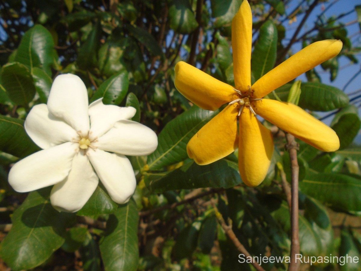 Gardenia fosbergii Tirveng.